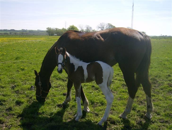 Anden særlig race Sunshine  - Så kan jeg endlig stå i skygge for solen!?<3 billede 12