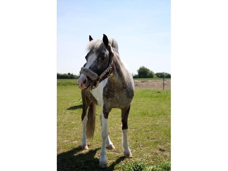 {{currentPhoto.altText}} billede {{currentPhoto.number}}