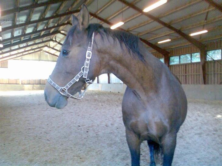 {{currentPhoto.altText}} billede {{currentPhoto.number}}