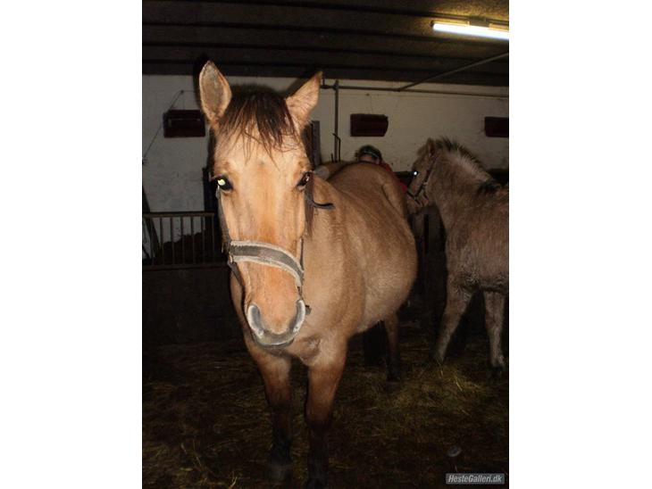 {{currentPhoto.altText}} billede {{currentPhoto.number}}