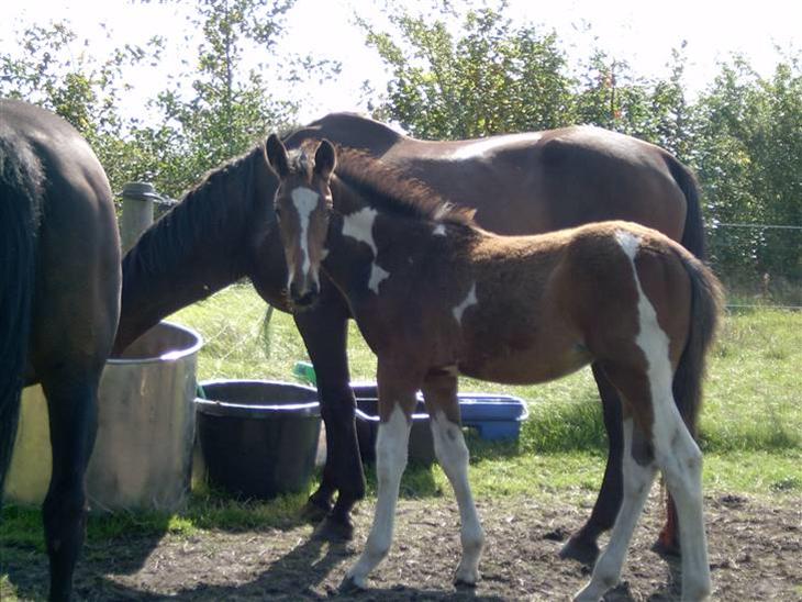 {{currentPhoto.altText}} billede {{currentPhoto.number}}