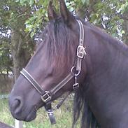 Anden særlig race Lola