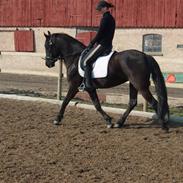 Anden særlig race Lola