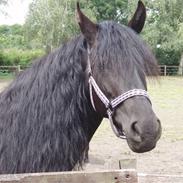 Anden særlig race Lola