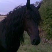 Anden særlig race Lola