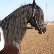 Anden særlig race Lola