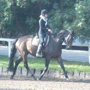 Polsk Varmblod Nasturcja