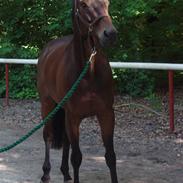 Fuldblod (XX) Rusty Line