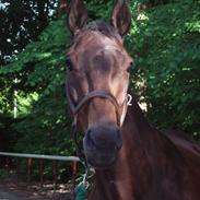 Fuldblod (XX) Rusty Line