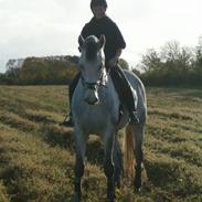 Dansk Varmblod Milton <3 (solgt)