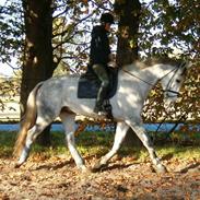 Dansk Varmblod Milton <3 (solgt)