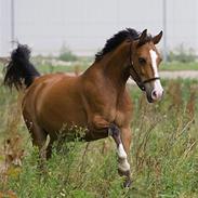 DSP Rønnely's Mango