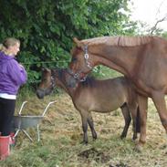 Dansk Varmblod Bolbazor