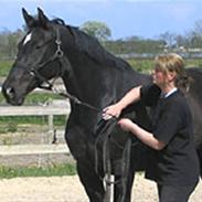 Hannoveraner Akitha (himmelhest)