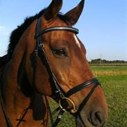 Dansk Varmblod Justin