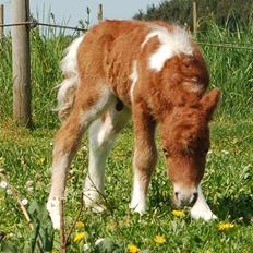 Dansk Miniature Egehøj's Playmate