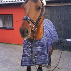 Anden særlig race Fleur *leveret tilbage*