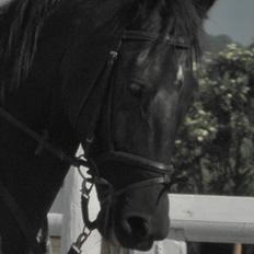 Anden særlig race Diablo