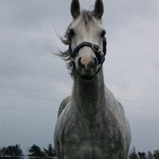 Welsh Partbred (Sec F) Bjerregaards Isabell