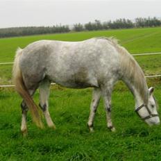 Welsh Partbred (Sec F) Bjerregaards Isabell
