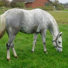 Welsh Partbred (Sec F) Bjerregaards Isabell