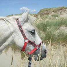 Anden særlig race Sjizzi  *solgt*