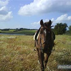 Anden særlig race Kiara