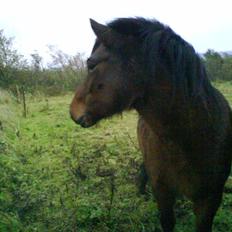 Islænder Komma fra Fagereng