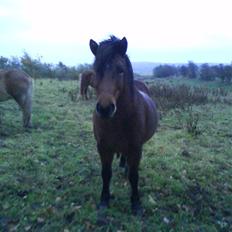 Islænder Komma fra Fagereng