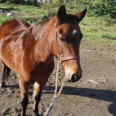 Anden særlig race Ofelia (Fie)