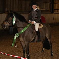 New Forest vognmandgårdens comet 