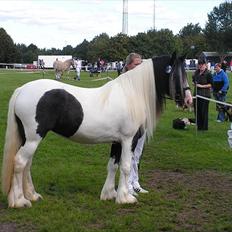 Tinker Solgaardens miss wicki