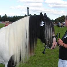 Tinker Solgaardens miss wicki