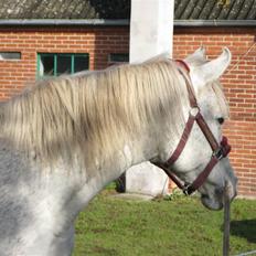 Arabisk fuldblod (OX) Cynthia ox 2172