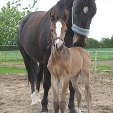 Oldenborg Lillegårdens Lea  ol 579