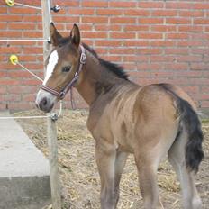 Oldenborg Lillegårdens Lea  ol 579