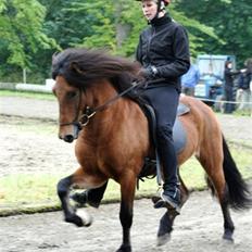 Islænder ölvi fra jespersgaard