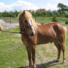 Islænder Eldir fra Gudenådalen 