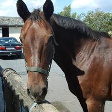 Anden særlig race Clay