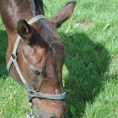 Anden særlig race Clay
