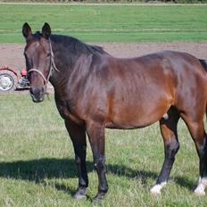 Anden særlig race Clay