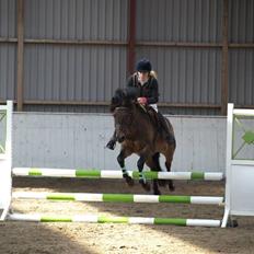 New Forest vognmandgårdens comet 