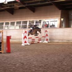 New Forest vognmandgårdens comet 