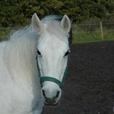 Anden særlig race »Olivia†RIP†MinDrøm*: ‹3