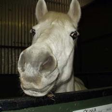 Anden særlig race »Olivia†RIP†MinDrøm*: ‹3