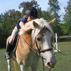 Haflinger Ziggi SOLGT.