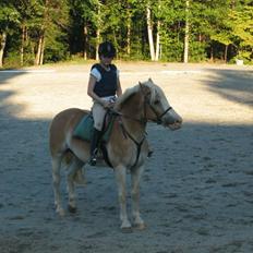 Haflinger Ziggi SOLGT.
