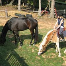 Haflinger Ziggi SOLGT.