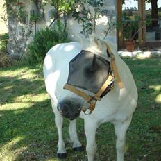 Anden særlig race Paquerette <3