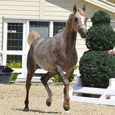 Arabisk fuldblod (OX) : Tamir Ibn Mirokan | ~ Min Drengerøv ~